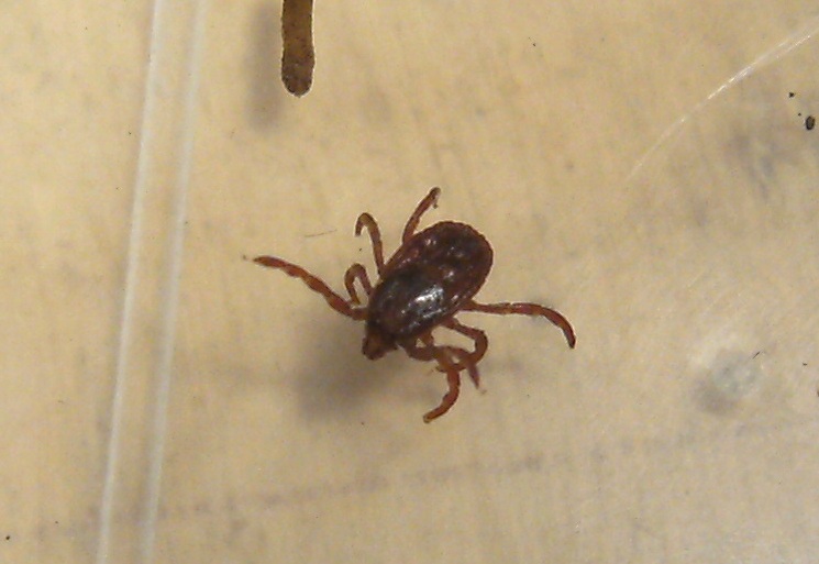 Dermacentor sp,